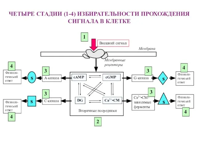 ЧЕТЫРЕ СТАДИИ (1-4) ИЗБИРАТЕЛЬНОСТИ ПРОХОЖДЕНИЯ СИГНАЛА В КЛЕТКЕ