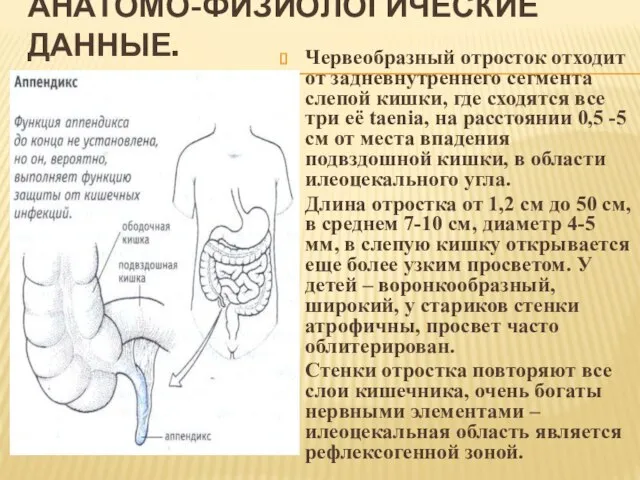 АНАТОМО-ФИЗИОЛОГИЧЕСКИЕ ДАННЫЕ. Червеобразный отросток отходит от задневнутреннего сегмента слепой кишки, где