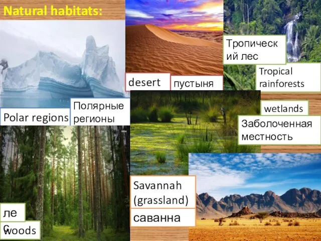 Natural habitats: Polar regions Полярные регионы woods лес desert пустыня Tropical