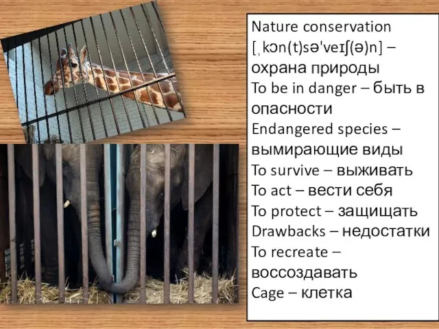 Nature conservation [ˌkɔn(t)sə'veɪʃ(ə)n] – охрана природы To be in danger –