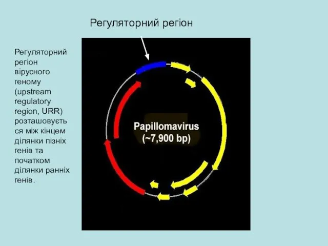 Регуляторний регіон Регуляторний регіон вірусного геному (upstream regulatory region, URR) розташовується