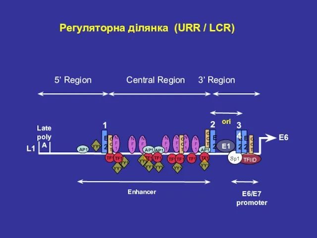 5’ Region Central Region 3’ Region E6 Регуляторна ділянка (URR / LCR) Late polyA L1