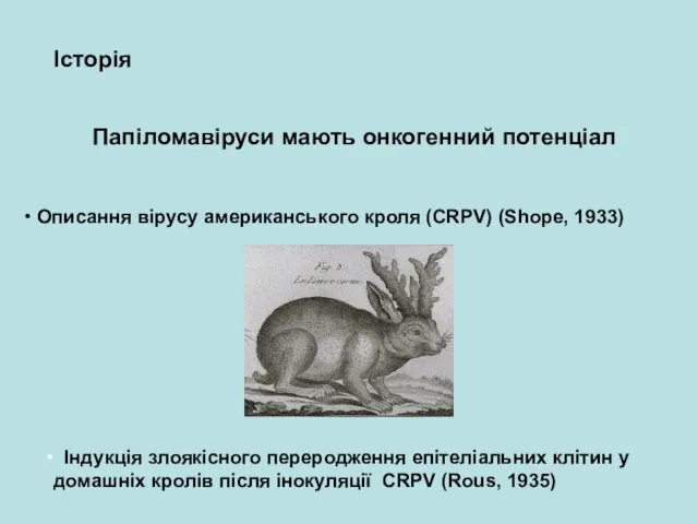 Папіломавіруси мають онкогенний потенціал Історія Описання вірусу американського кроля (CRPV) (Shope,