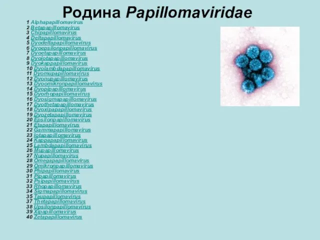 Родина Papillomaviridae 1 Alphapapillomavirus 2 Betapapillomavirus 3 Chipapillomavirus 4 Deltapapillomavirus 5