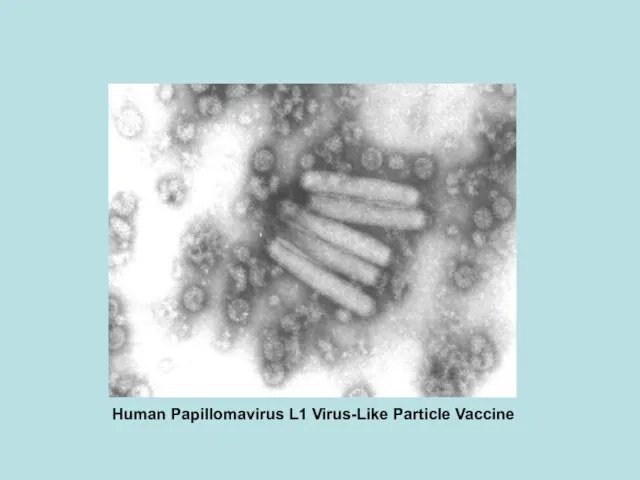 Human Papillomavirus L1 Virus-Like Particle Vaccine