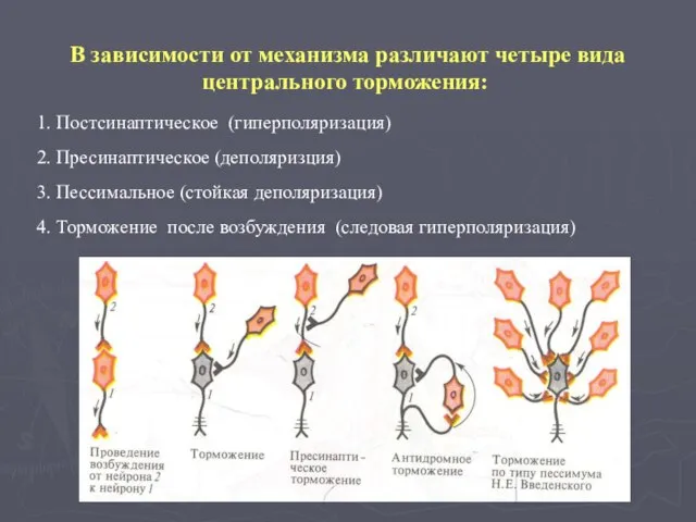 В зависимости от механизма различают четыре вида центрального торможения: 1. Постсинаптическое