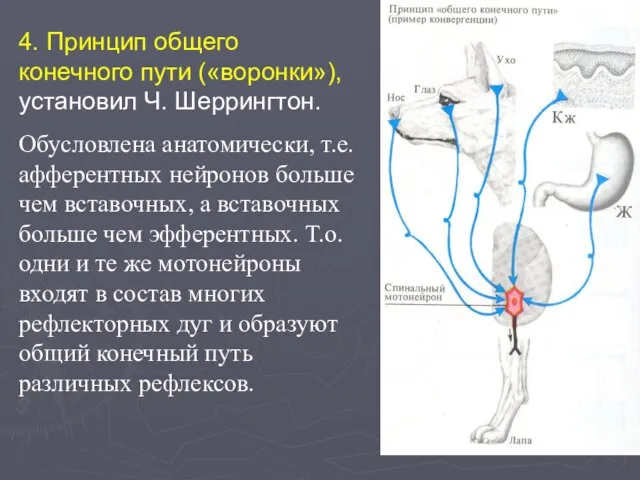 4. Принцип общего конечного пути («воронки»), установил Ч. Шеррингтон. Обусловлена анатомически,