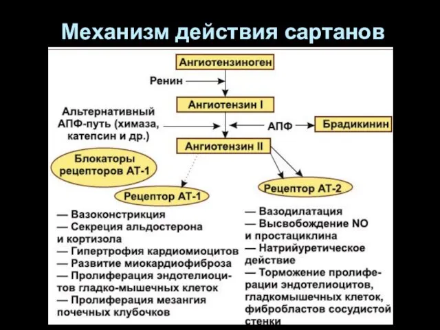 Механизм действия сартанов