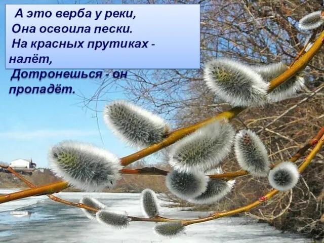 А это верба у реки, Она освоила пески. На красных прутиках