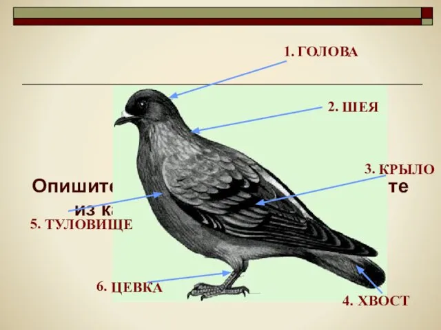 Опишите форму тела птицы и укажите из каких отделов оно состоит.