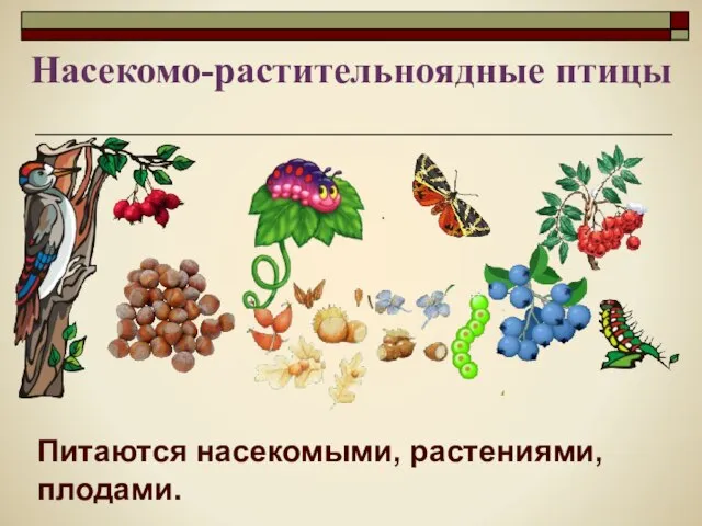 Питаются насекомыми, растениями, плодами. Насекомо-растительноядные птицы