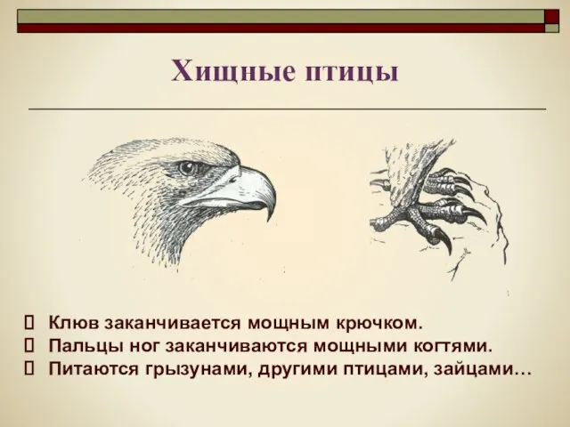 Клюв заканчивается мощным крючком. Пальцы ног заканчиваются мощными когтями. Питаются грызунами, другими птицами, зайцами… Хищные птицы