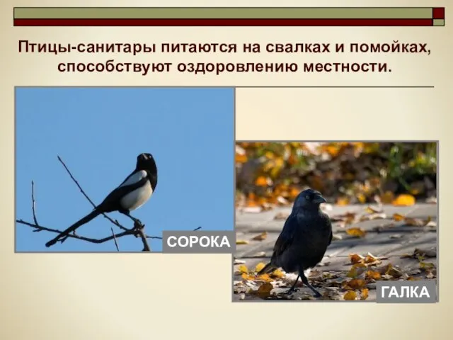 Птицы-санитары питаются на свалках и помойках, способствуют оздоровлению местности.