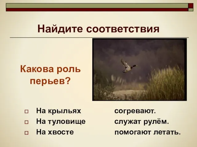 Найдите соответствия На крыльях На туловище На хвосте согревают. служат рулём. помогают летать. Какова роль перьев?