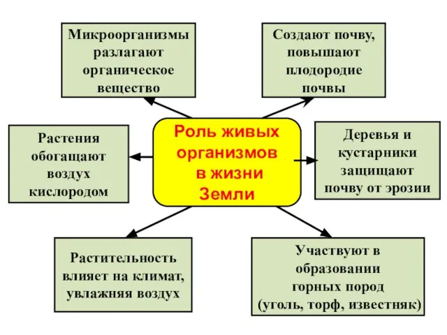 Роль живых организмов в жизни Земли Создают почву, повышают плодородие почвы