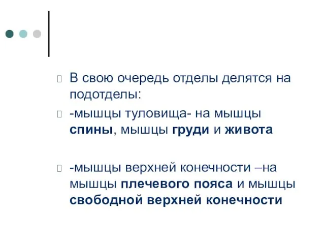 В свою очередь отделы делятся на подотделы: -мышцы туловища- на мышцы