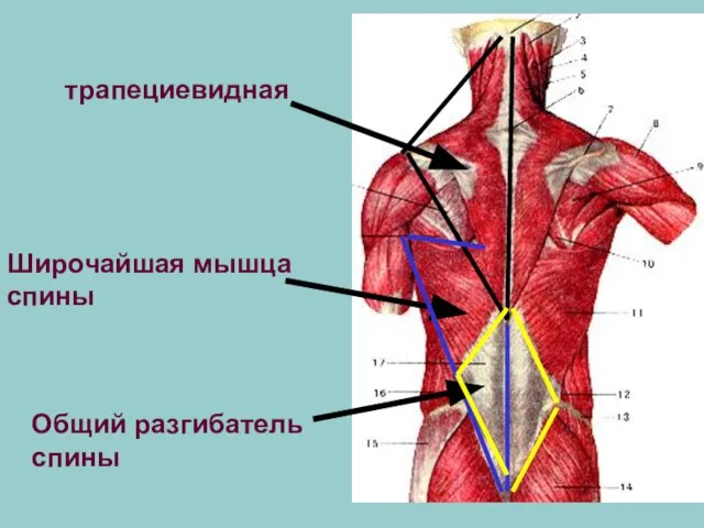 трапециевидная Широчайшая мышца спины Общий разгибатель спины