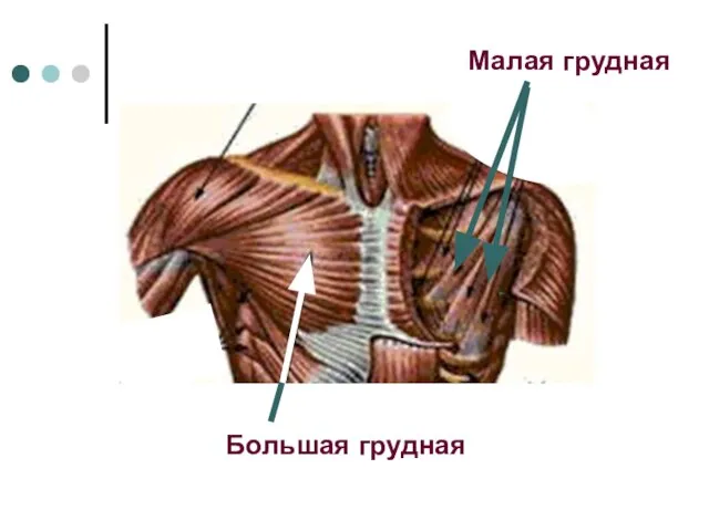 Большая грудная Малая грудная