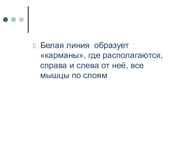 Белая линия образует «карманы», где располагаются, справа и слева от неё, все мышцы по слоям