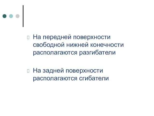 На передней поверхности свободной нижней конечности располагаются разгибатели На задней поверхности располагаются сгибатели