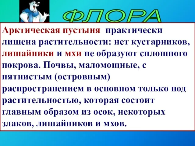 ФЛОРА Арктическая пустыня практически лишена растительности: нет кустарников, лишайники и мхи