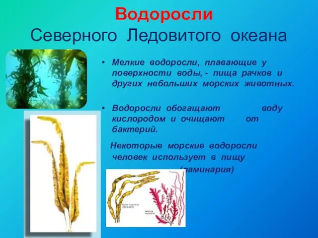 Водоросли Северного Ледовитого океана Мелкие водоросли, плавающие у поверхности воды, -