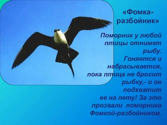 «Фомка-разбойник» Поморник у любой птицы отнимет рыбу. Гоняется и набрасывается, пока