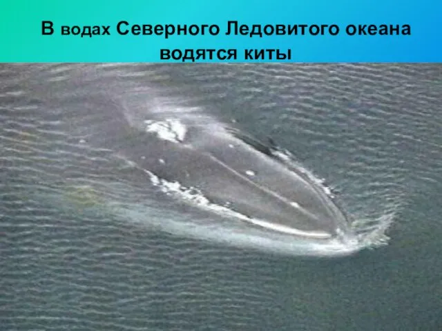 В водах Северного Ледовитого океана водятся киты