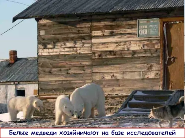 Белые медведи хозяйничают на базе исследователей