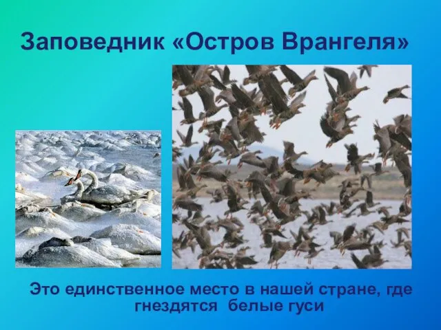 Заповедник «Остров Врангеля» Это единственное место в нашей стране, где гнездятся белые гуси