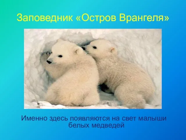 Заповедник «Остров Врангеля» Именно здесь появляются на свет малыши белых медведей