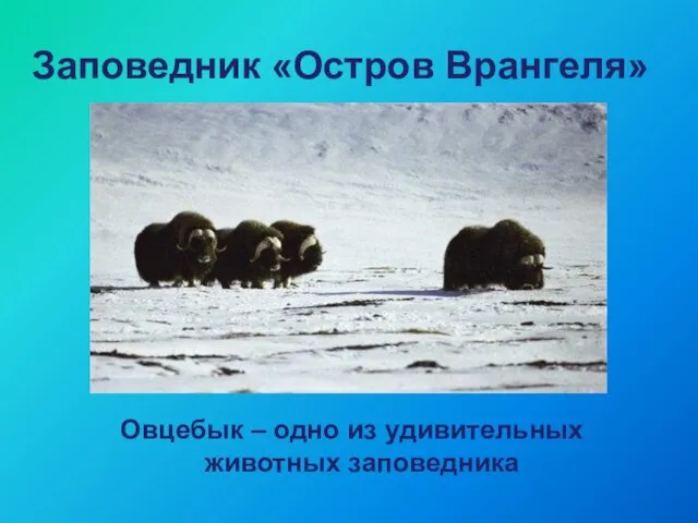 Заповедник «Остров Врангеля» Овцебык – одно из удивительных животных заповедника