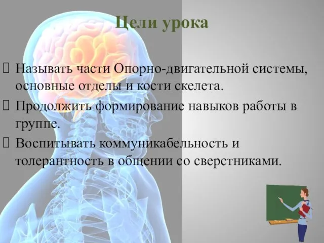 Цели урока Называть части Опорно-двигательной системы, основные отделы и кости скелета.