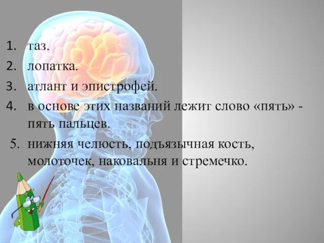 таз. лопатка. атлант и эпистрофей. в основе этих названий лежит слово