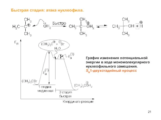 Быстрая стадия: атака нуклеофила. График изменения потенциальной энергии в ходе мономолекулярного нуклеофильного замещения. SN1-двухстадийный процесс