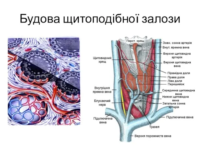 Будова щитоподібної залози