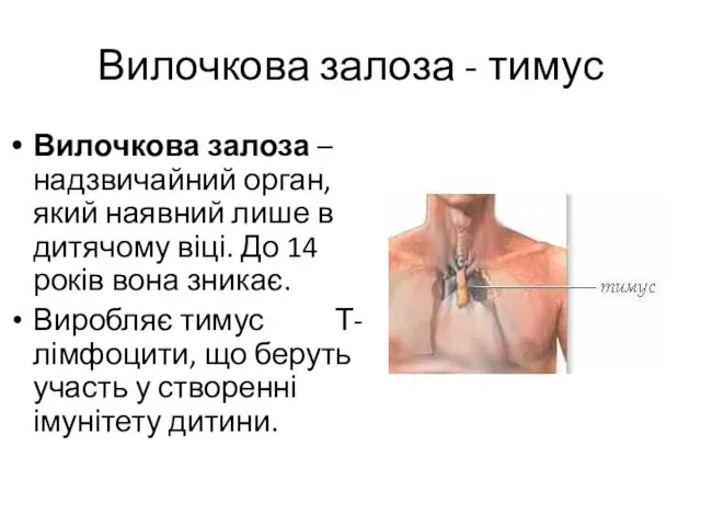 Вилочкова залоза - тимус Вилочкова залоза – надзвичайний орган, який наявний