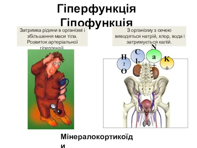 Гіперфункція Гіпофункція Затримка рідини в організмі і збільшення маси тіла. Розвиток