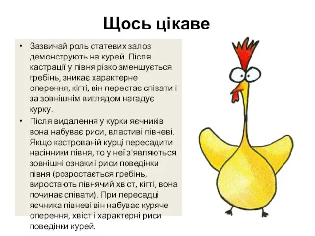 Щось цікаве Зазвичай роль статевих залоз демонструють на курей. Після кастрації