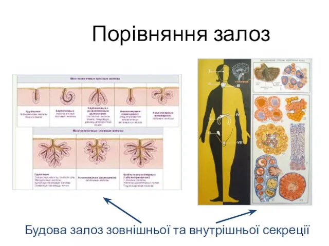 Порівняння залоз Будова залоз зовнішньої та внутрішньої секреції