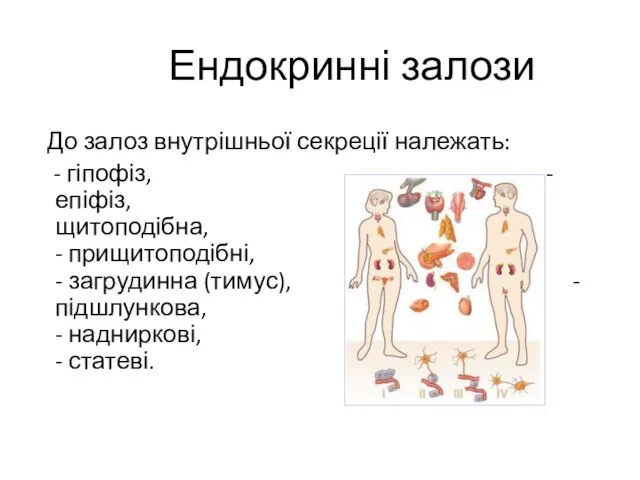 Ендокринні залози До залоз внутрішньої секреції належать: - гіпофіз, - епіфіз,