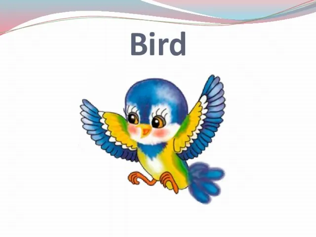 Bird