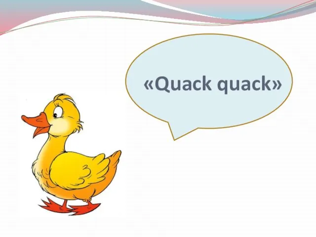 «Quack quack»