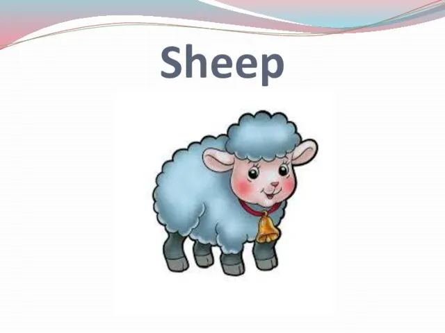 Sheep