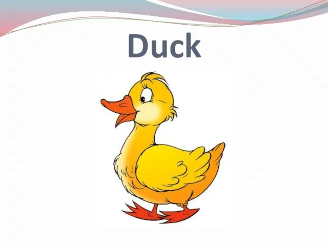 Duck