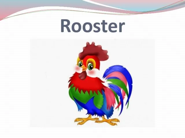 Rooster