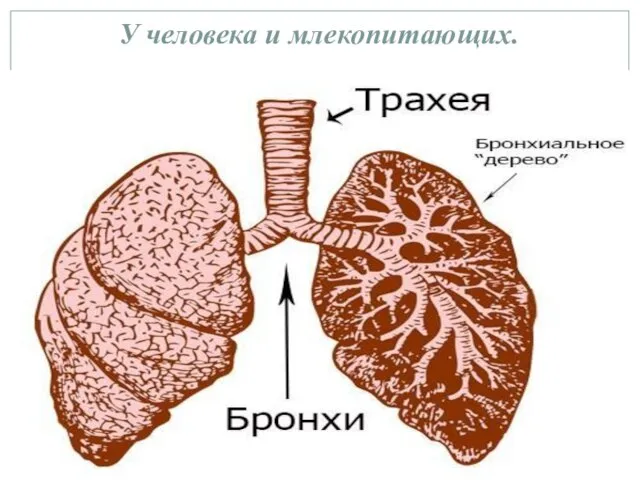 У человека и млекопитающих.