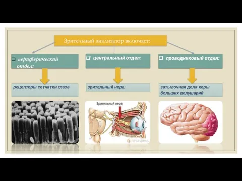 Зрительный анализатор включает: периферический отдел: проводниковый отдел: центральный отдел: рецепторы сетчатки