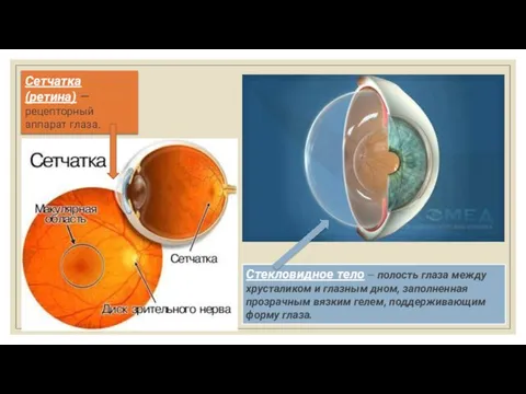 Стекловидное тело — полость глаза между хрусталиком и глазным дном, заполненная