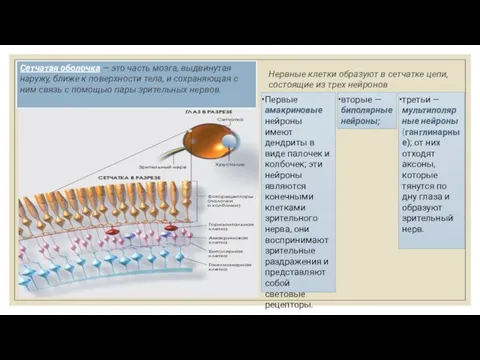 Сетчатая оболочка — это часть мозга, выдвинутая наружу, ближе к поверхности